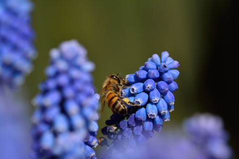 En bi i blå blomster | Komponents Udviklingsstrategi